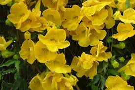 The long tapering leaves have smooth margins and are somewhat spongy. Factsheet Macfadyena Unguis Cati Cat S Claw Creeper