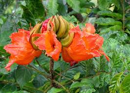 Image result for Andrachne ovalis