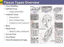 Tissue Types Overview Tissue Definitions Epithelial Tissue Tissue Types Serous Membrane Basement Membrane