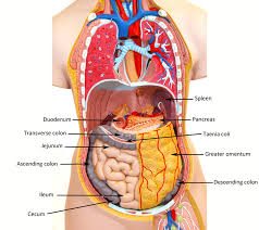 More images for torso model anatomy labeled » Anatomy Human Torso Model Labeled This Classic Torso Was Developed And Modeled In Germany This Deluxe Human Torso Model Is Top Notch In The Field Of Anatomy Tisa S Photos