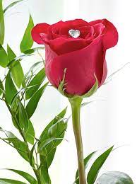 We did not find results for: Free Download Pic Of Roses Posted By Sarah Anderson