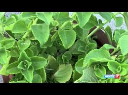 Oregano Karpuravalli Must Grow This Plant In Every House For Infants Poovali News7 Youtube