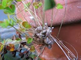 Image result for Marsilea villifolia