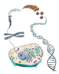 Cell To Helix Science Science Art Biology Dna Genetics Dna Art Biology Art Art Print Watercolor Print Watercolor Art Art Print Biology Art Dna Art Science Art