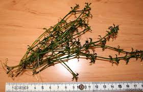 Image result for Najas horrida