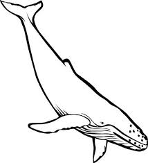 Picture Of Blue Whale Colouring Page Jpg 600 660 Whale Coloring Pages Blue Whale Mermaid Coloring Pages