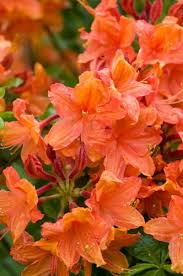 Flame Azalea Rhododendron Calendulaceum May Washington Blutenpracht Natur Blumen