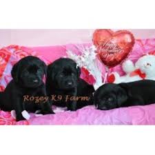 We have selected four labrador retriever puppies point that can fulfill your requirements. Rozey K9 Farm Labrador Retriever Breeder In Allendale Michigan