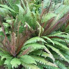 Image result for Blechnum punctulatum