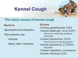 Chv1 or canine herpes virus is a major cause of fading puppy syndrome there are precautions you can take to avoid and treat puppiesbreeding made. Canine Influenza Virus Ppt Video Online Download