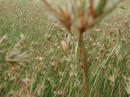 Image result for Themeda triandra
