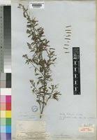 Image result for Indigofera subcorymbosa
