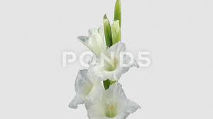 Time Lapse Of Opening White Gladiolus Flower 4k With Alpha Channel Stock Footage White Gladiolus Opening Time Gladiolus Gladiolus Flower Flowers