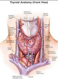 The infrahyoid neck is the region of the neck extending from the hyoid bone to the thoracic inlet. Pin On Throat Anatomy