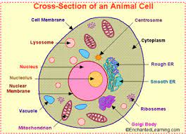 Describe an animal cell brainly. Plant And Animal Cells Test Flashcards Quizlet
