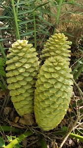 Image result for Encephalartos umbeluziensis