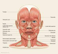 Muscle Diagram Muscles Of The Face Head Muscles