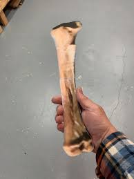 This model shows the body's scale is 1 :1 natural upper limb bone, including hand bone, radius, ulna and the humerus. 2001 A Space Bone Rpf Costume And Prop Maker Community