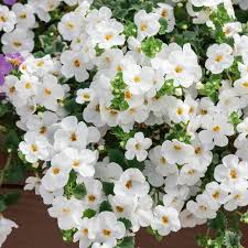 Image result for Bacopa