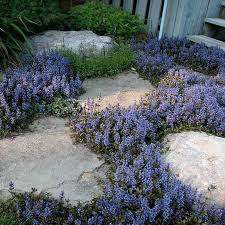 Image result for Ajuga