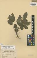 Image result for Phyllanthus muellerianus