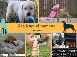 Check spelling or type a new query. Dog Days Of Summer Memes Plus Friday Frivolity Munofore