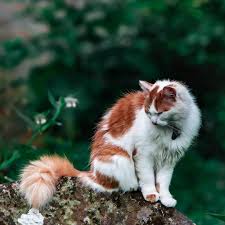 Black And White Orange Cat The Smallest Feline Is A Masterpiece Leonardo Da Vinci White Cats Orange And White Cat Cats And Kittens