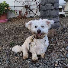 Check spelling or type a new query. The Pets Place Animal Hospital 40 Photos 119 Reviews Pet Groomers 625 W La Cadena Dr Riverside Ca United States Phone Number