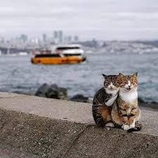 Cats Cat Meow Love Bff Cats Cat Katzen Niedliche Katzchen Susseste Haustiere