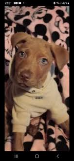 Just look at him 🥰🥰 18 weeks old