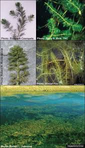 Image result for Myriophyllum spicatum