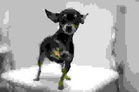 Migliaia di annunci di cuccioli in regalo, cani e gatti da adottare da privati e canili. Cani Toy Razze Caratteristiche Malattie Cure E Prezzo