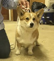 Look at pictures of corgi puppies in indiana who need a home. Welsh Corgi Puppies For Adoption Page 1 Line 17qq Com
