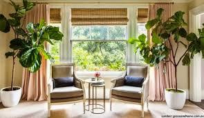 Berikut ini beberapa rekomendasi untuk berbagai jenis tanaman hias yang memiliki daun lebar yang membuat ruangan semakin indah dan menarik di antara nya yaitu. 7 Tanaman Daun Lebar Untuk Rumah Cantik Banget