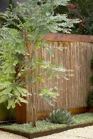 Image result for Eucalyptus