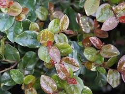 Image result for Rawsonia lucida
