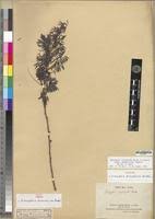 Image result for Indigofera cryptantha