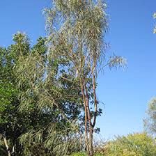 Doha, qatar, march 21, 2016 al markhiya st, doha, qatar. Shoestring Acacia Acacia Stenophylla In San Antonio Texas Tx At Rainbow Gardens