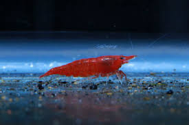 Maybe you would like to learn more about one of these? Neocaridina Heteropoda For Sale Bloody Mary Shrimp Neocaridina Available Online Just Cichlids