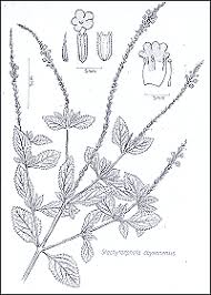Image result for Stachytarpheta indica