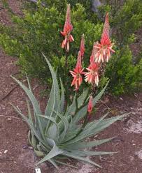Image result for Aloe bukobana