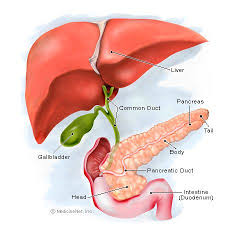 Pin On 12 Anatomy And Physiology