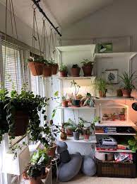 Maybe you would like to learn more about one of these? My Living Room Plant Setup Houseplants