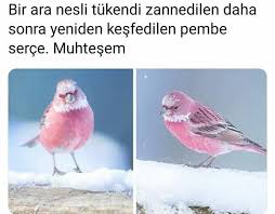 Dunya Adli Kullanicinin Alintilar Panosundaki Pin 2020 Hayvan Mizahi Hayvanlar Komik Bilgiler