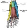 Mri and ultrasound have been utilised in the assessment of the plantar intrinsic foot muscles. 1