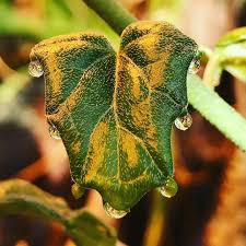 Image result for Pyrenacantha kirkii