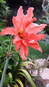 Image result for Hippeastrum puniceum