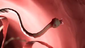 How long do tapeworm eggs live? Why Feline Tapeworms Are Creepy But Treatable Lovetoknow