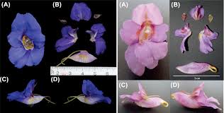Image result for Impatiens purpureoviolacea