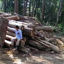 Maybe you would like to learn more about one of these? Hutan Lipur Konifer 66 Visitors